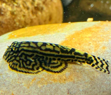 Prachtflossensauger – Sewellia lineolata 🐟🌿 - Flossensauger