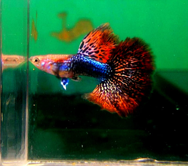 Hochzucht Guppy - Red Dragon