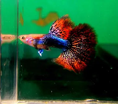 Hochzucht Guppy - ❤️ Red Dragon AquaTimo