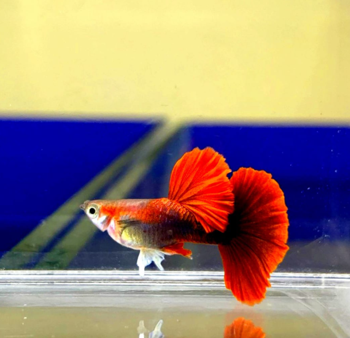 Hochzucht Guppy - Red Tuxedo