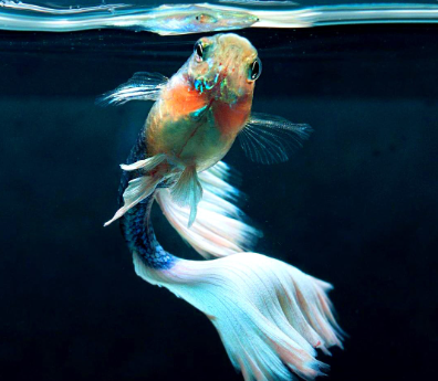 Hochzucht Guppy - White Tuxedo