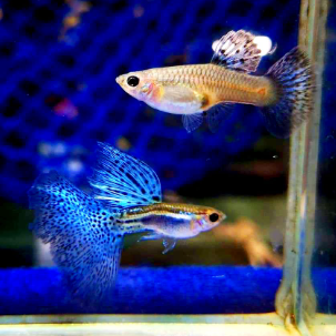 Hochzucht Guppy - Blue Grass