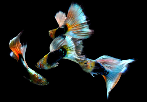 Hochzucht Guppy - White Tuxedo