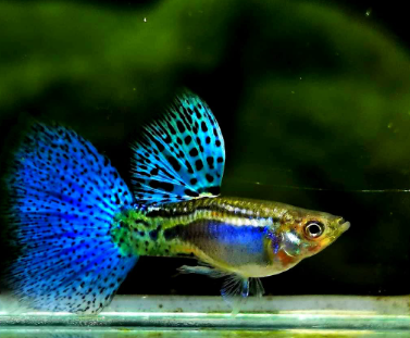 Hochzucht Guppy - Blue Grass