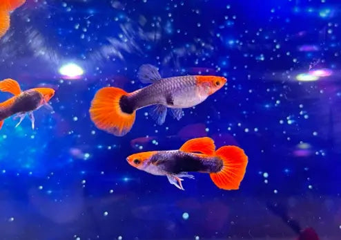 Hochzucht Guppy - 🧡🖤 Red Cap Tuxedo AquaTimo