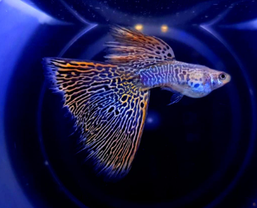 Hochzucht Guppy - Yellow Cobra