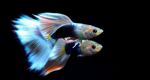 Hochzucht Guppy - White Tuxedo