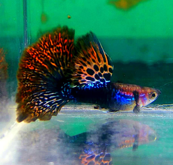 Hochzucht Guppy - Red Dragon