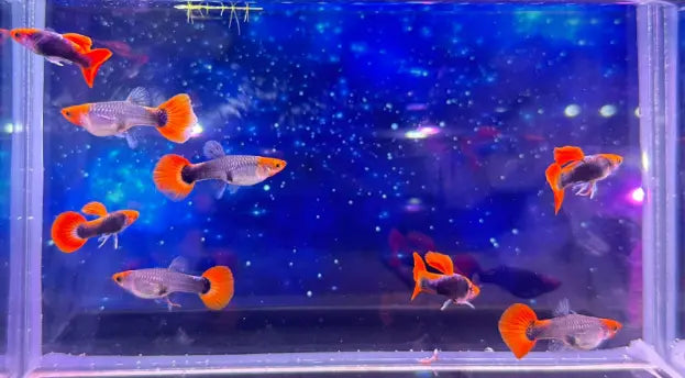 Hochzucht Guppy - 🧡🖤 Red Cap Tuxedo AquaTimo