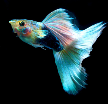 Hochzucht Guppy - White Tuxedo