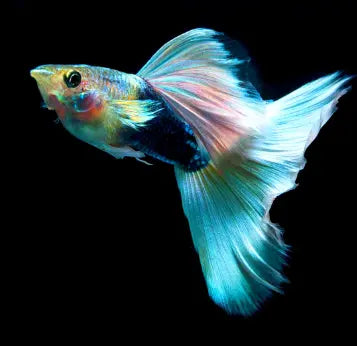 Hochzucht Guppy - 🤍 White Tuxedo AquaTimo