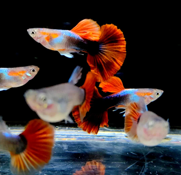 Hochzucht Guppy - Red Tuxedo