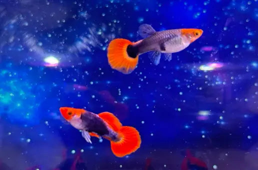 Hochzucht Guppy - 🧡🖤 Red Cap Tuxedo AquaTimo
