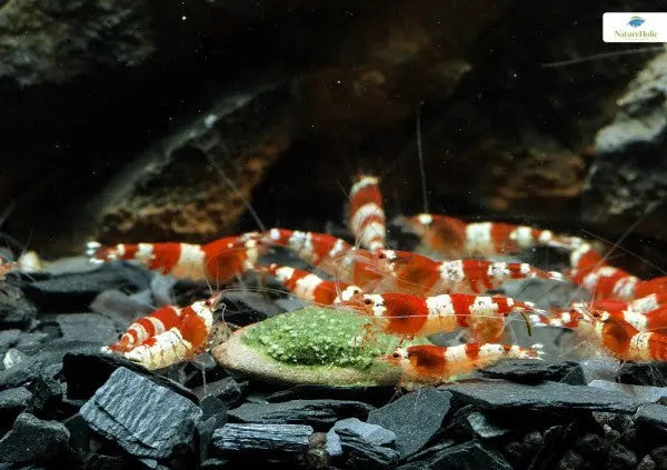 NatureHolic MainPudding: Rohkost-Power für dein Aquarium 🌿✨ AquaTimo
