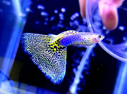 Hochzucht Guppy - Yellow Cobra