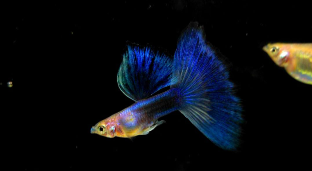 Hochzucht Guppy - Black Tuxedo