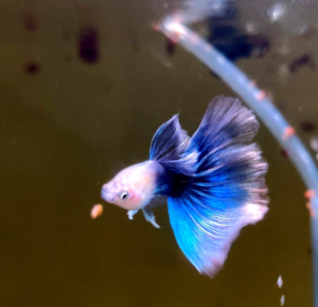 Hochzucht Guppy - Black Tuxedo