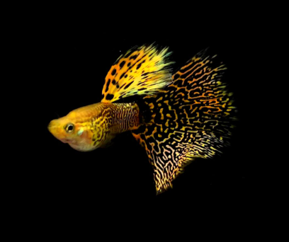 Hochzucht Guppy - Yellow Cobra