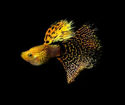 Hochzucht Guppy - 💛 Yellow Cobra AquaTimo
