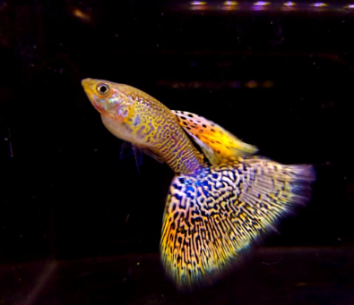 Hochzucht Guppy - Yellow Cobra