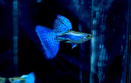 Hochzucht Guppy - Blue Grass