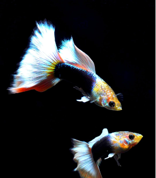 Hochzucht Guppy - White Tuxedo