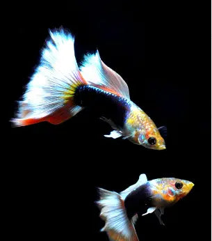Hochzucht Guppy - 🤍 White Tuxedo AquaTimo