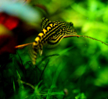 Prachtflossensauger – Sewellia lineolata 🐟🌿 - Flossensauger