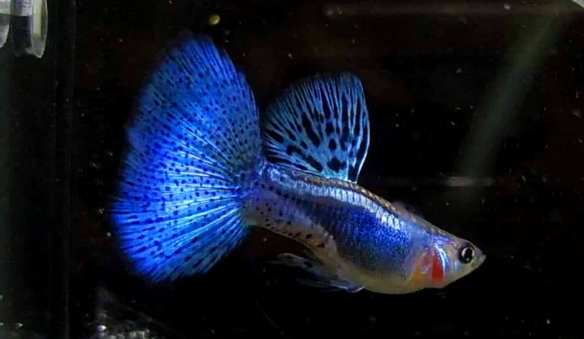 Hochzucht Guppy - Blue Grass