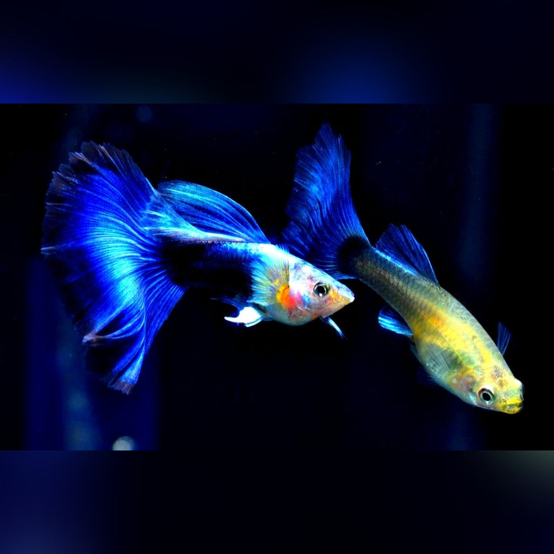 Hochzucht Guppy - Blue Tuxedo