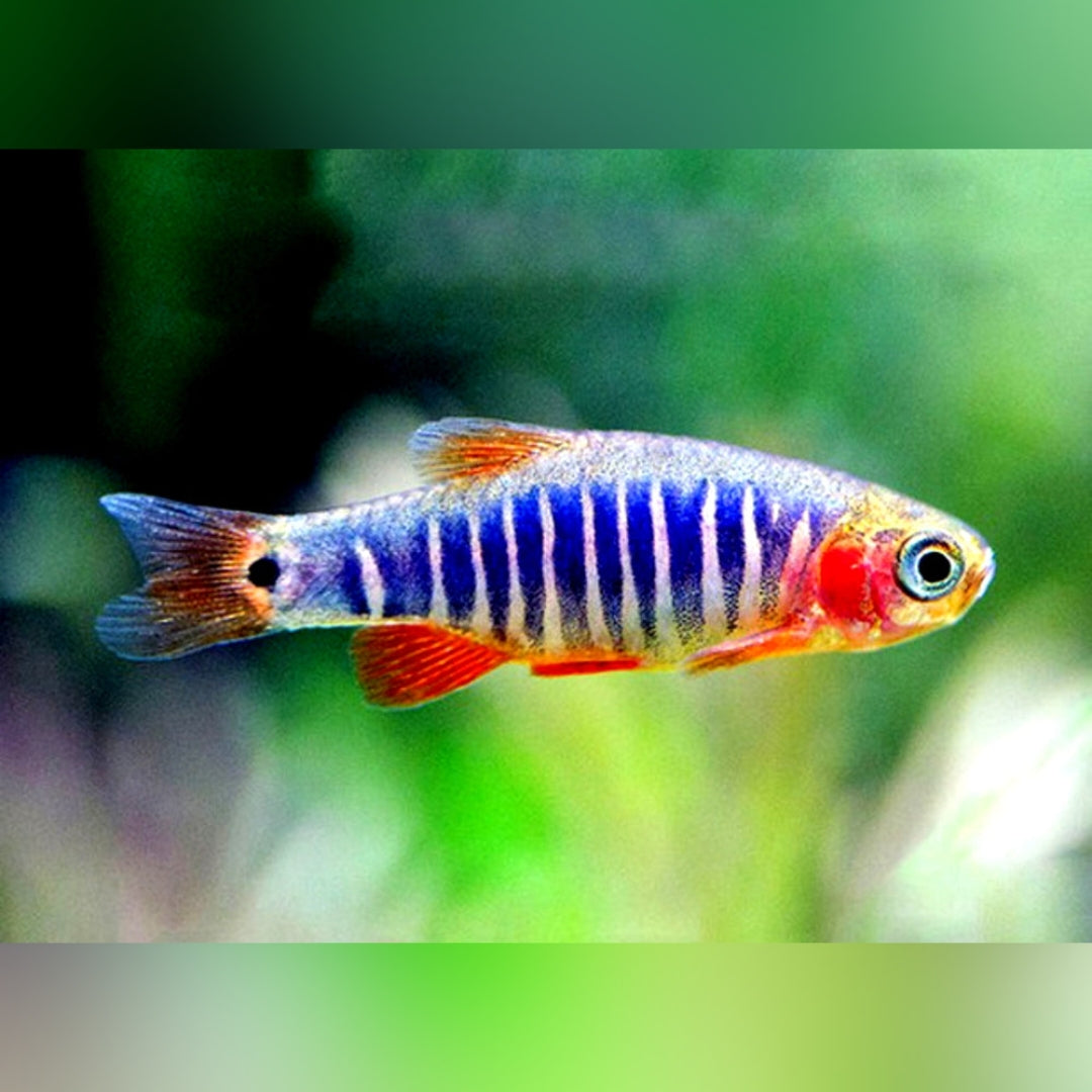 Querstreifen-Zwergbärbling – Danio erythromicron 🐟🌿