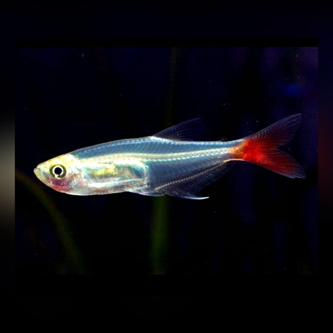 Prionobrama filigera – Der Glassalmler für dein Aquarium
