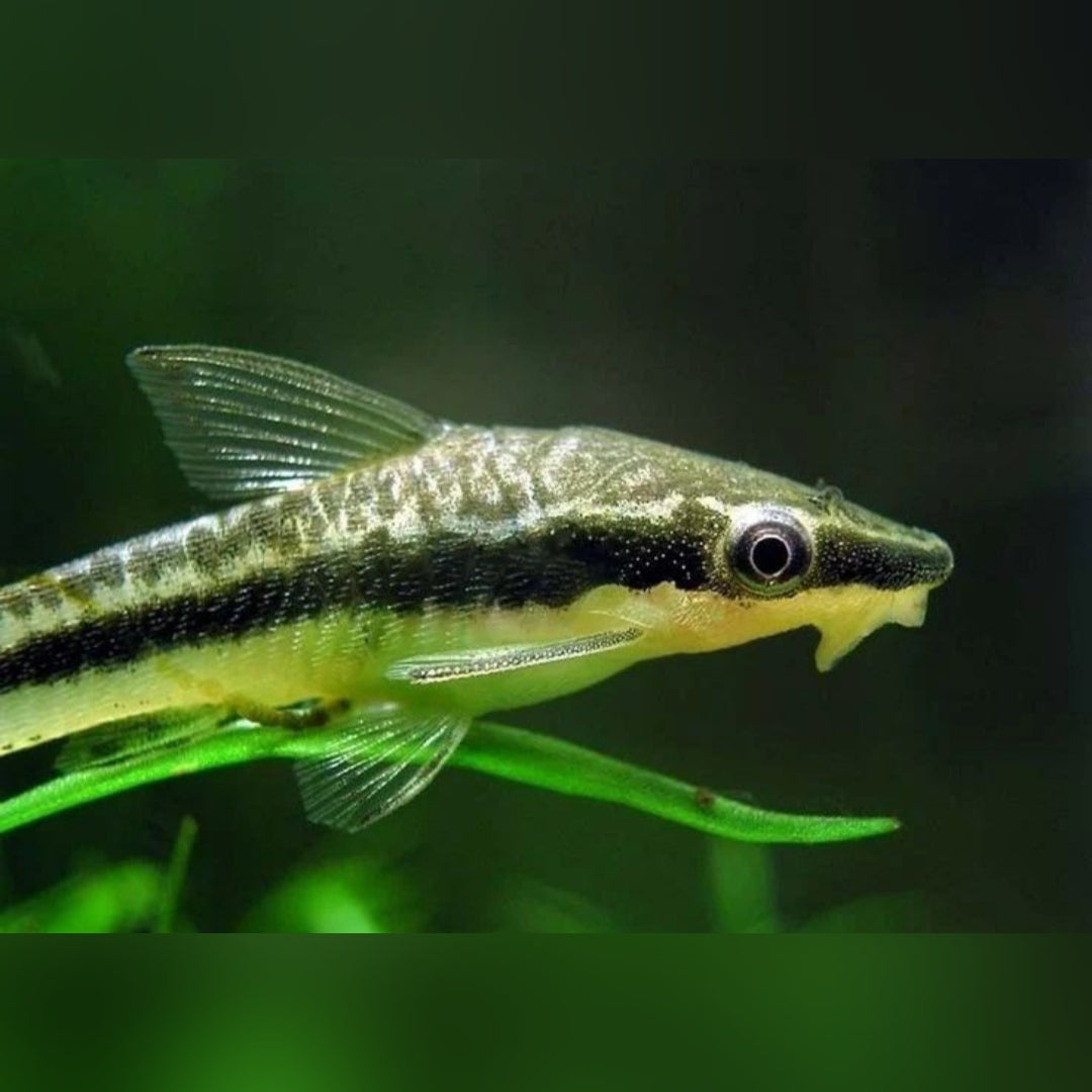 Ohrgitter-Harnischwels – 🧡 Otocinclus affinis 🍃🐟