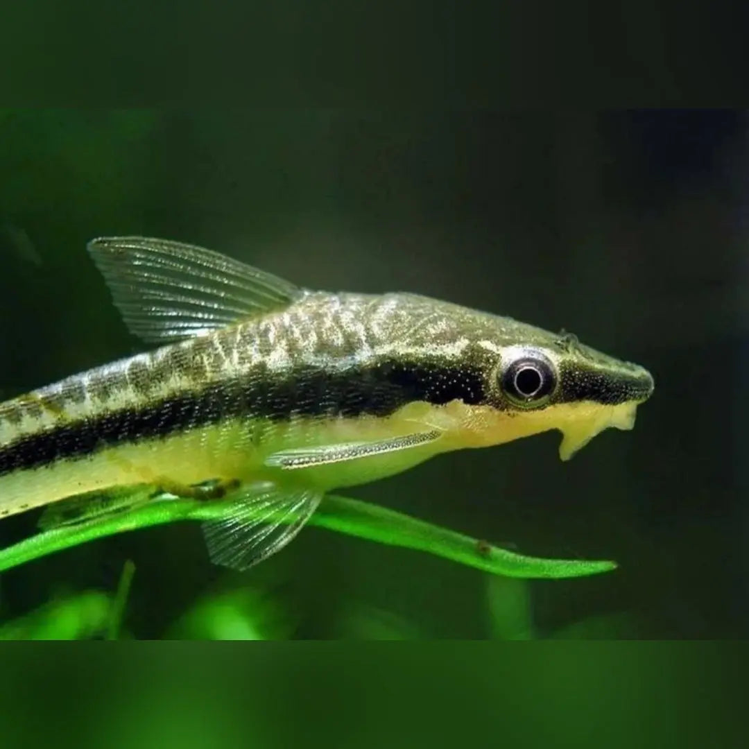 Ohrgitter-Harnischwels – 🧡 Otocinclus affinis 🍃🐟 AquaTimo