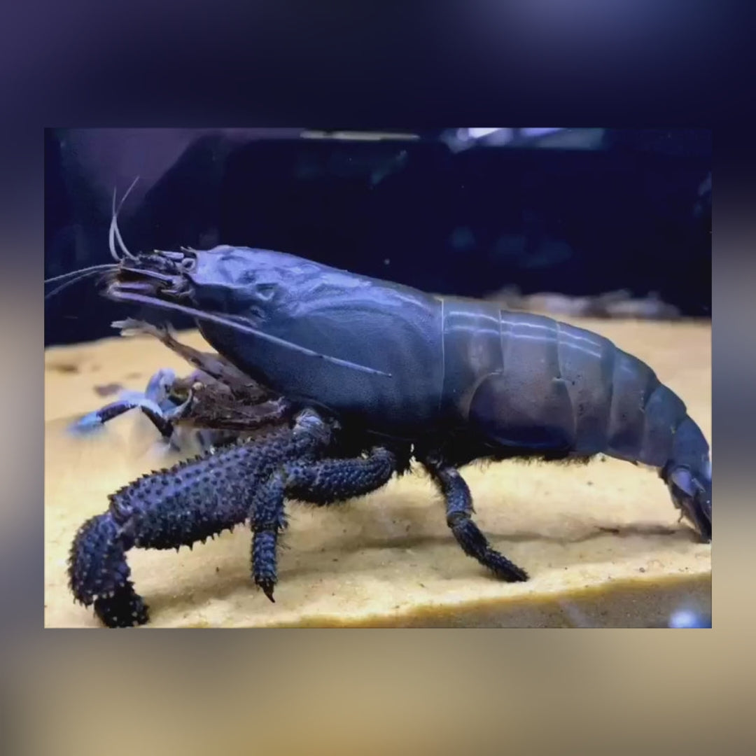 Blaue Gabunfächerhandgarnele - Monsterfächergarnele - Atya gabonensis