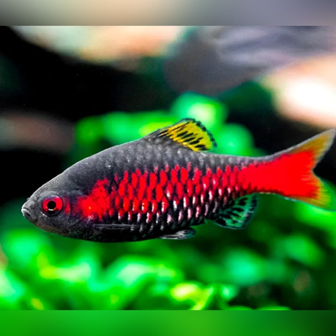 Odessabarbe - Puntius padamya