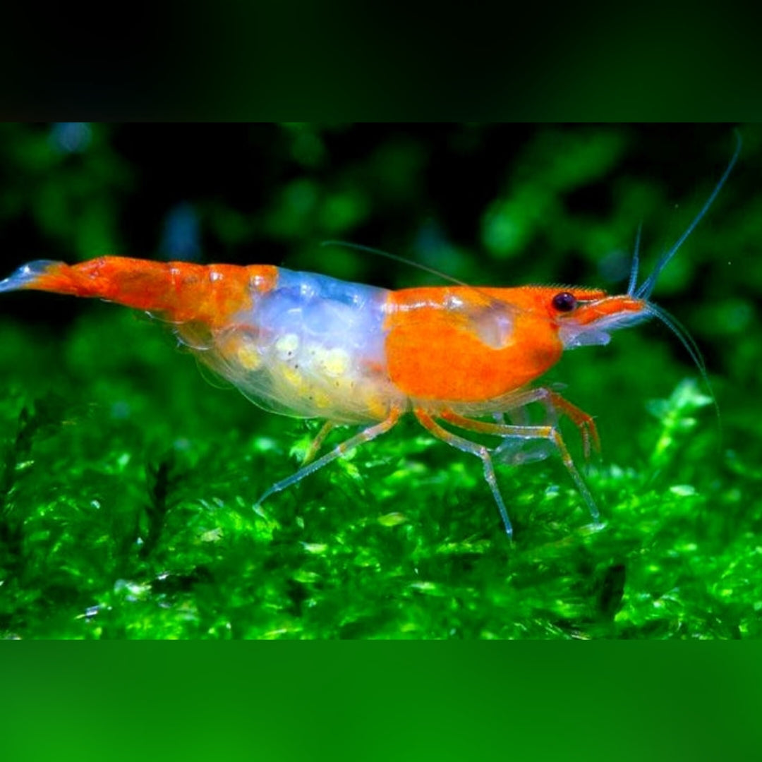 Neocaridina davidi - Orange Rili Garnelen