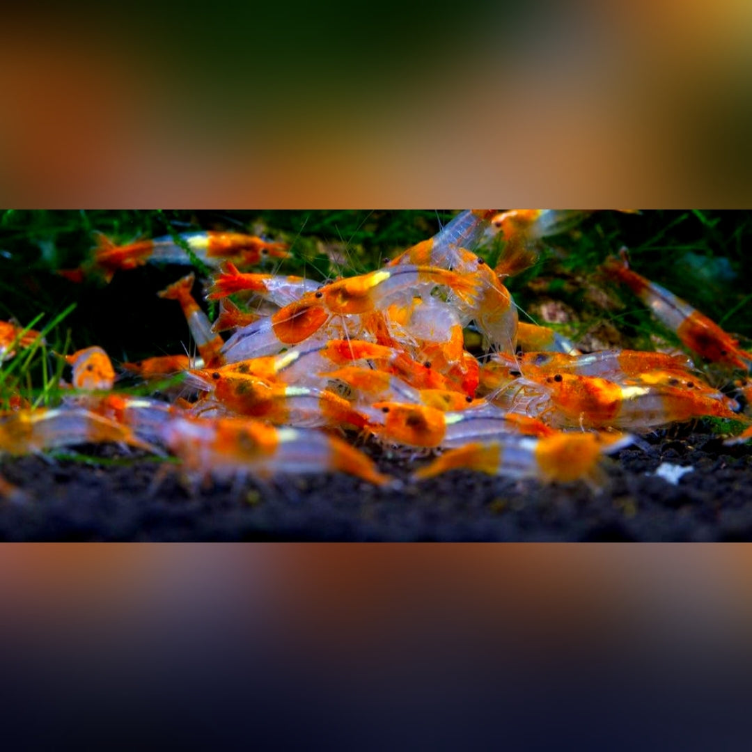 Neocaridina davidi - Orange Rili Garnelen