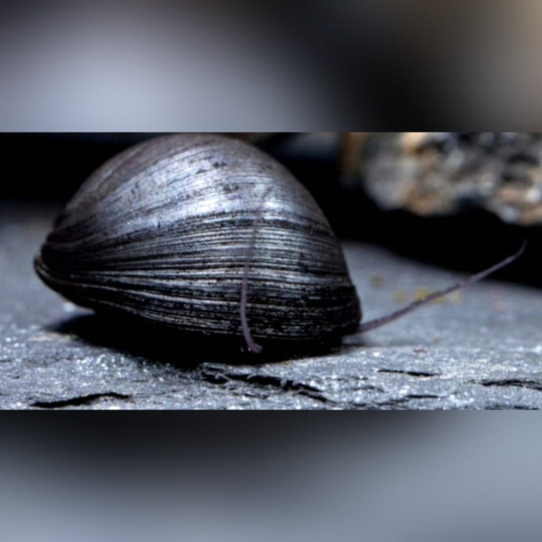 Neritina pulligera - Anthrazit Napfschnecke