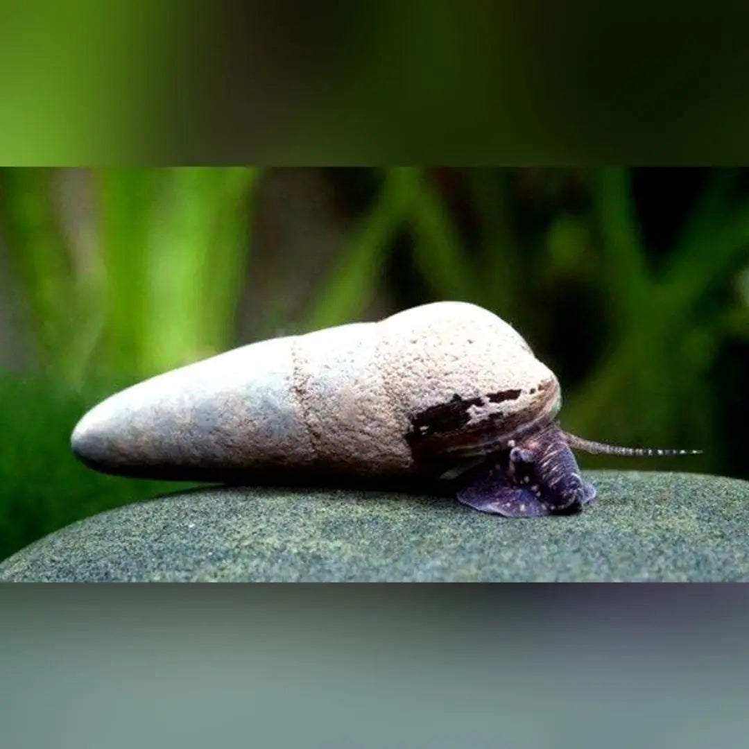 Tylomelania perfecta - Donnerkeil Schnecke AquaTimo
