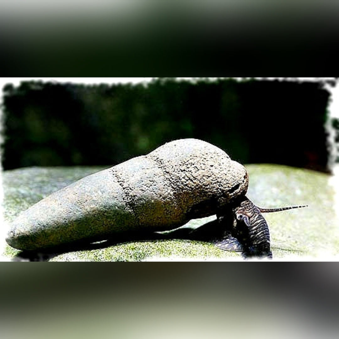 Donnerkeil Schnecke - Tylomelania perfecta