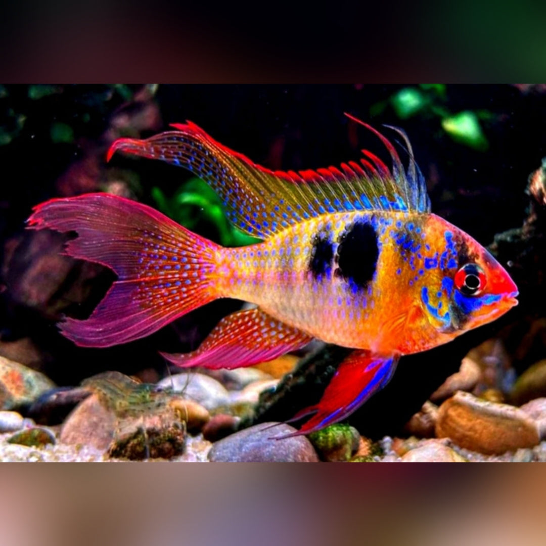 Schmetterlingsbuntbarsch "LongFin" – Microgeophagus ramirezi