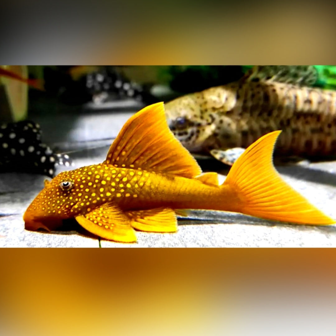 L200a Gelber Phantomwels High fin Baryancistrus demantoides ca 8-10 cm