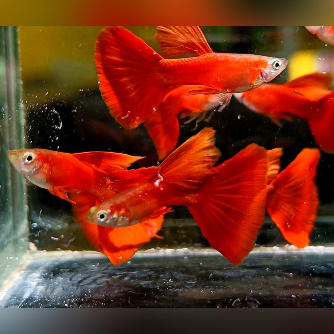 Hochzucht Guppy - Full Red