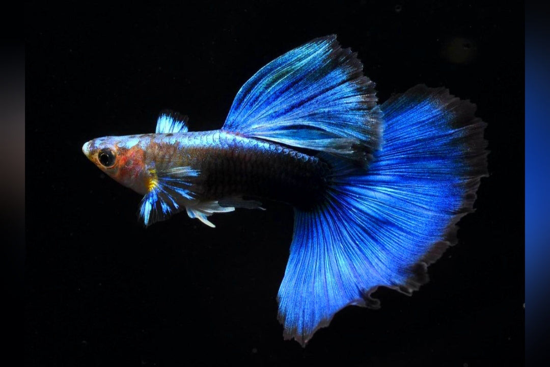 Hochzucht Guppy - Blue Tuxedo