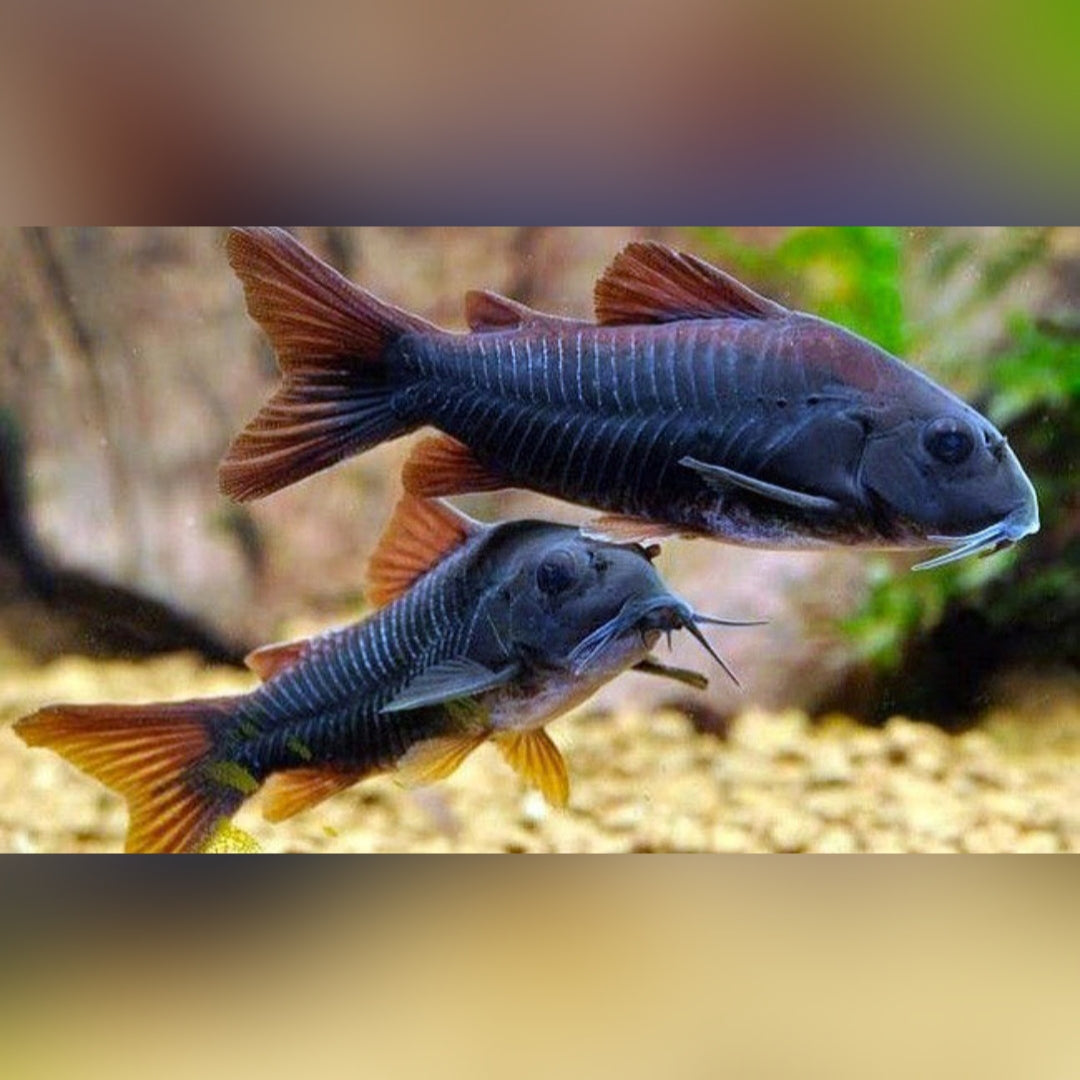 Corydoras aeneus "Black" - Schwarzer Metallpanzerwels