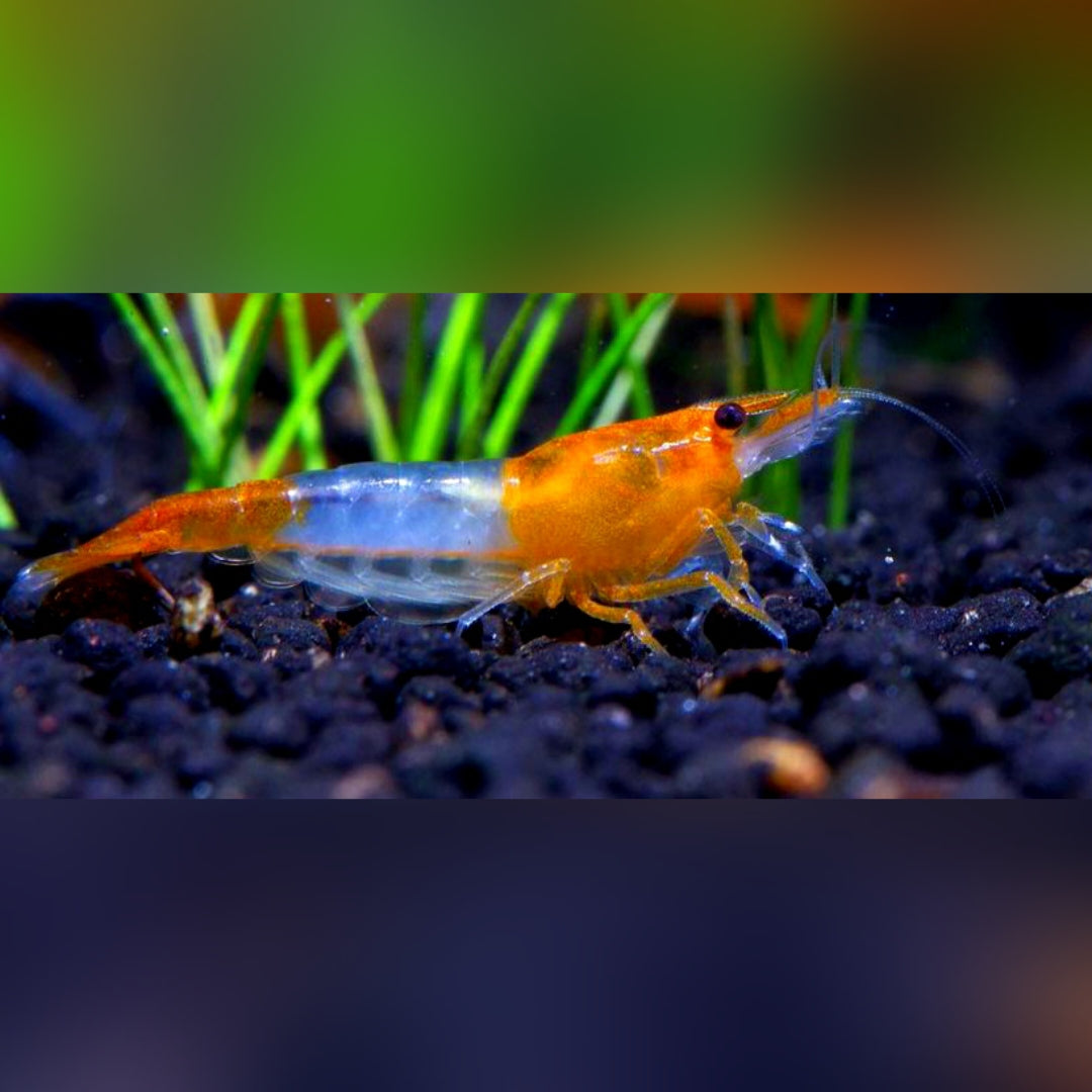 Neocaridina davidi - Orange Rili Garnelen