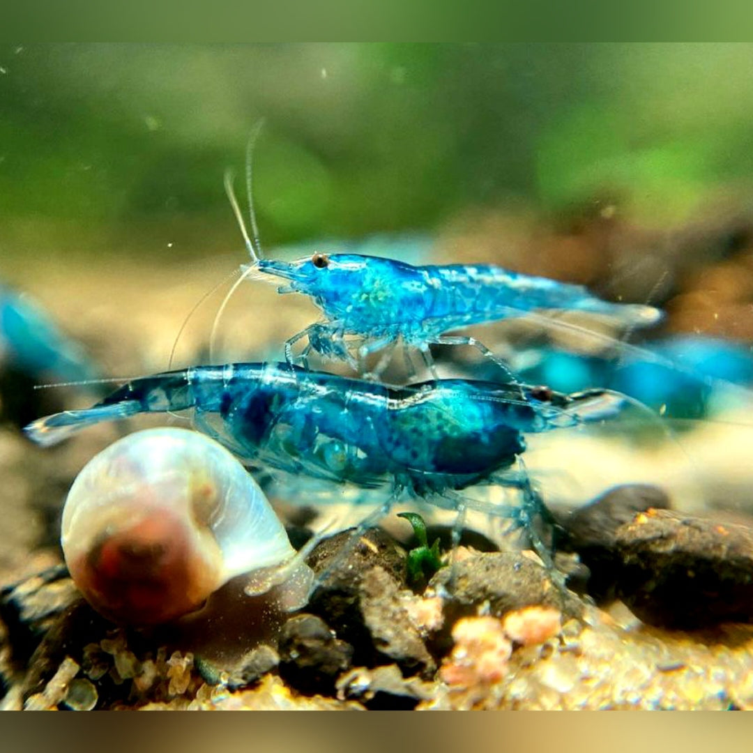 Neocaridina davidi -  Blue Jelly Garnelen