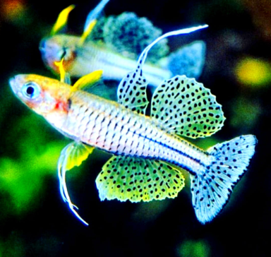 Pseudomugil gertrudae - Geflecktes Blauauge