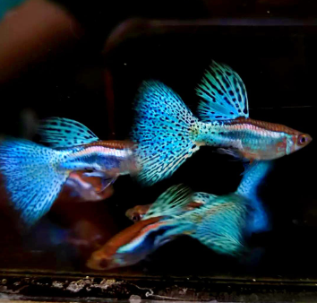 Hochzucht Guppy - Blue Grass